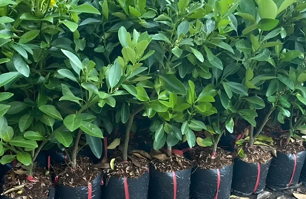 Kỹ thuật trồng tắc Bánh Xe