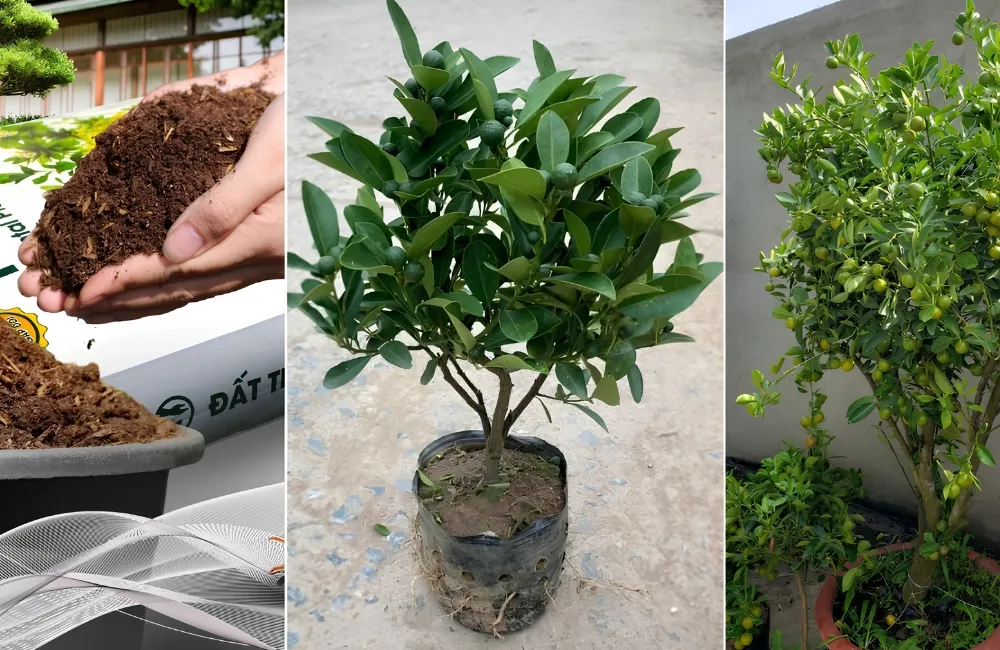 Kỹ thuật trồng tắc Bánh Xe