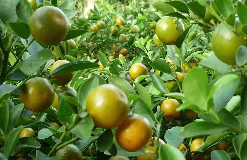Kỹ thuật trồng tắc Bánh Xe