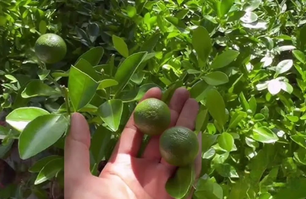 Kỹ thuật trồng tắc Bánh Xe