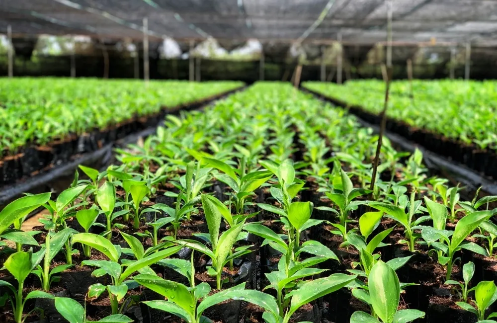 Mua cây giống chuối Mốc cấy mô