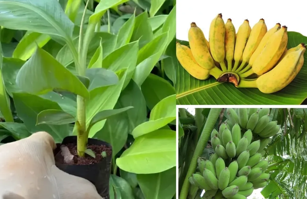 Mua cây giống chuối Mốc cấy mô 