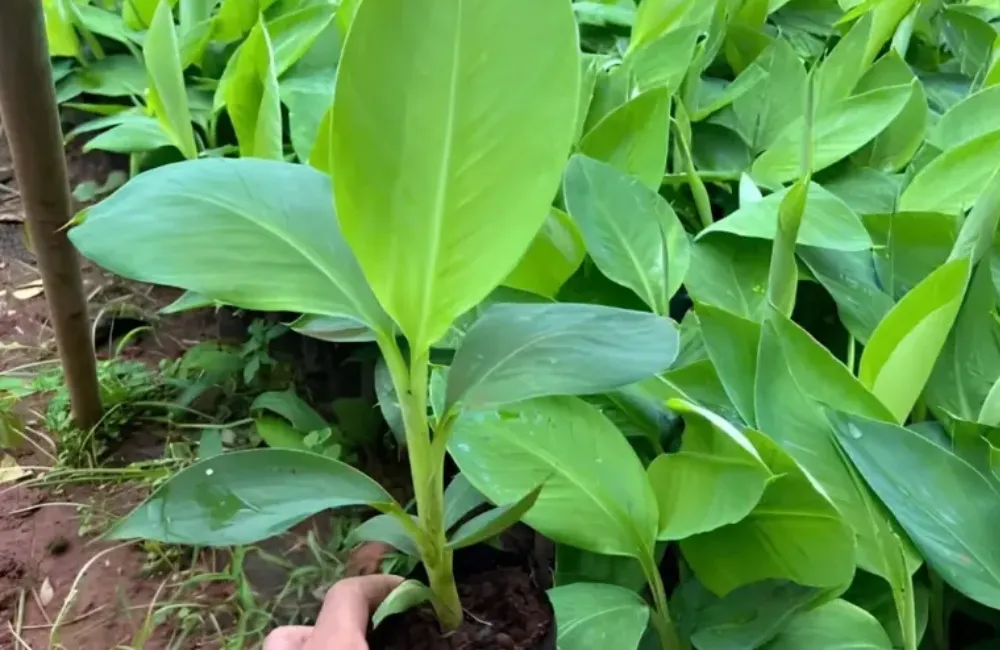 Mua cây giống chuối Mốc cấy mô