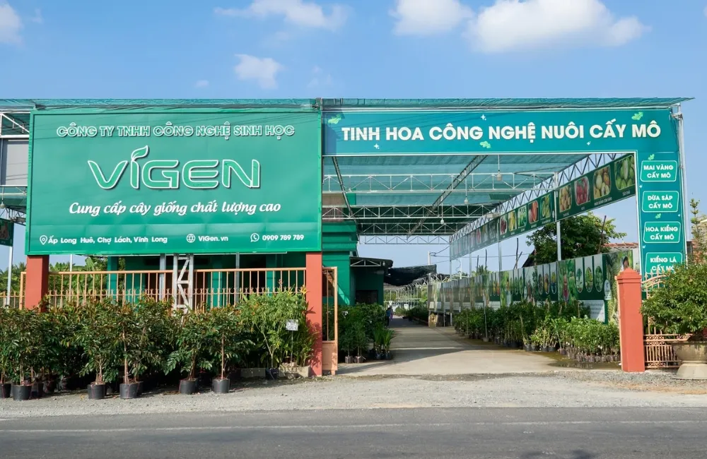 Mua cây giống chuối Mốc cấy mô