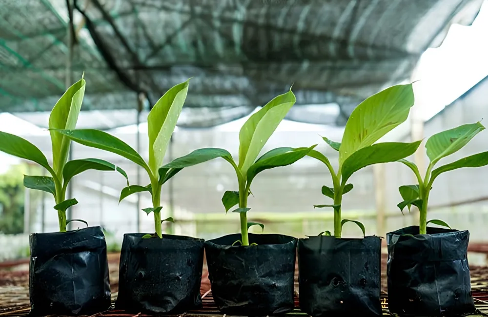 Mua cây giống chuối Mốc cấy mô