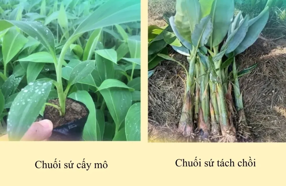 Mua cây giống chuối sứ cấy mô
