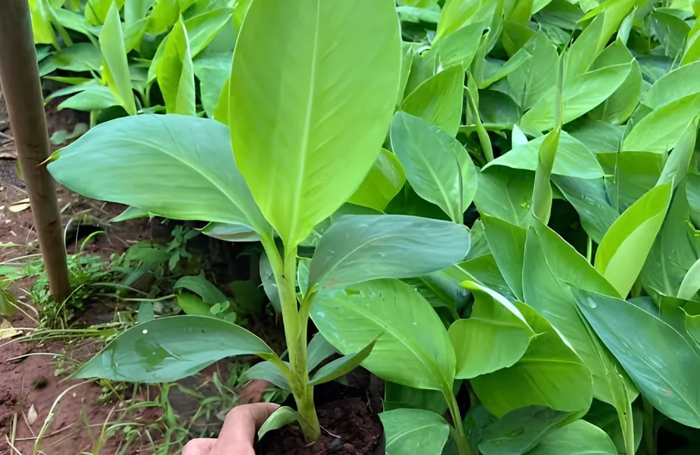Mua cây giống chuối sứ cấy mô