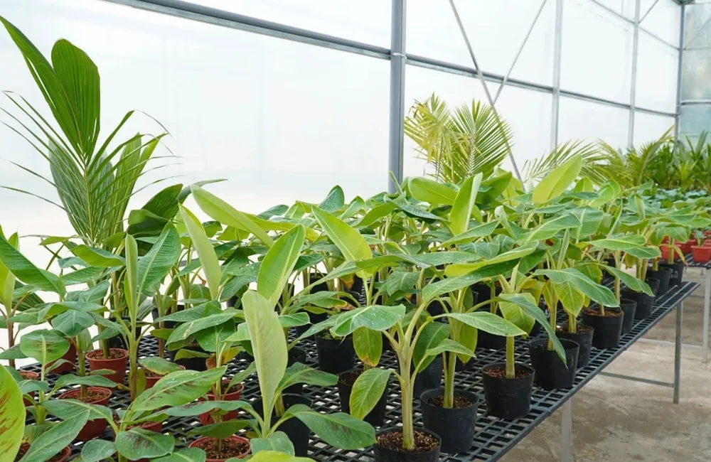 Mua cây giống chuối sứ cấy mô
