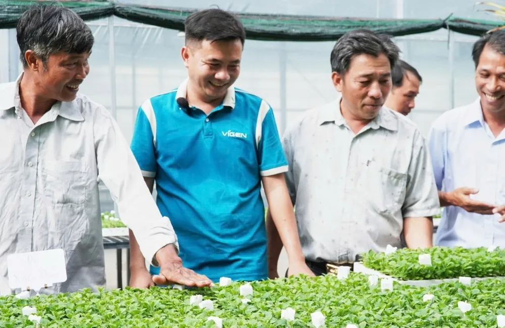 Mua cây giống cúc mâm xôi cấy mô