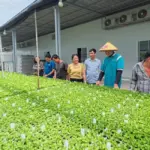 Mua cây giống cúc mâm xôi cấy mô ở đâu uy tín, chất lượng ?