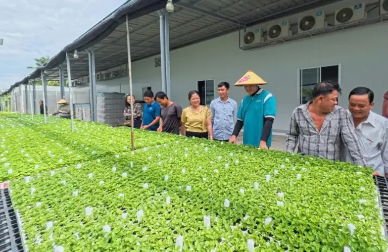 Mua cây giống cúc mâm xôi cấy mô ở đâu uy tín, chất lượng ?