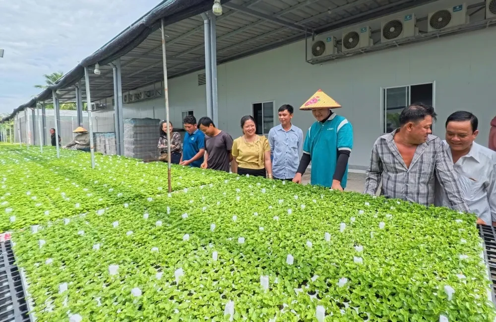 Mua cây giống cúc mâm xôi cấy mô