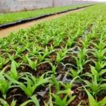 Mua cây giống Dứa Phulae ở đâu uy tín? Kinh nghiệm chọn cây