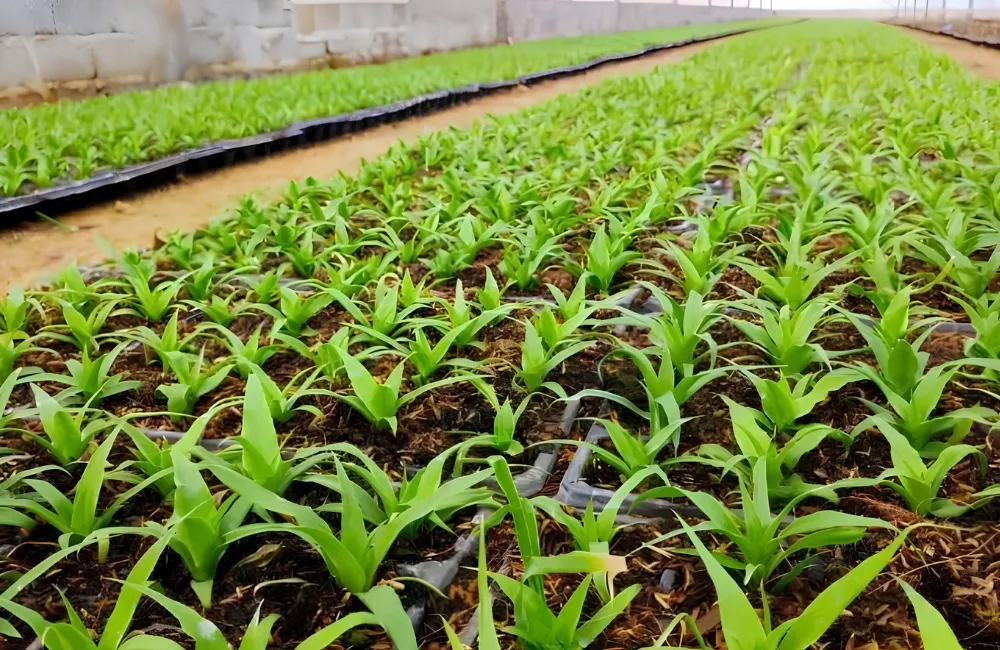 Mua cây giống dứa Phulae
