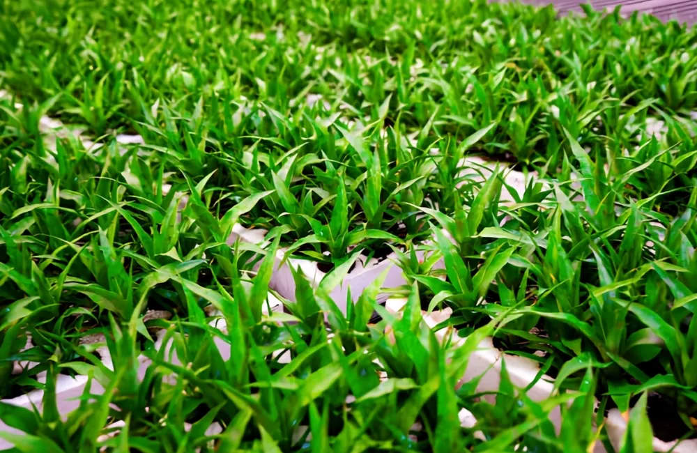 Mua cây giống dứa Phulae