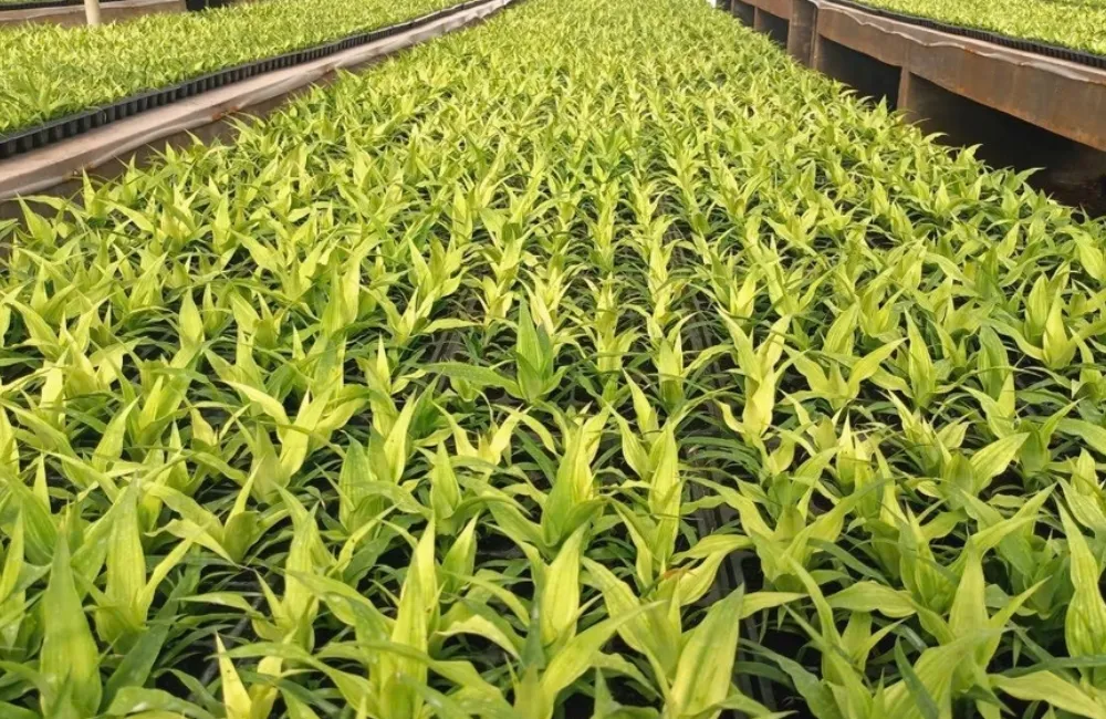 Mua cây giống dứa Phulae