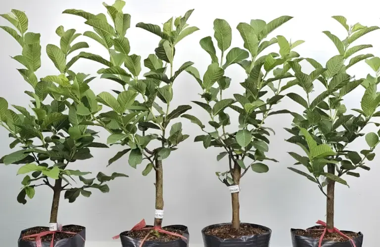 Mua cây Ổi Nữ Hoàng ở đâu uy tín và chất lượng ?