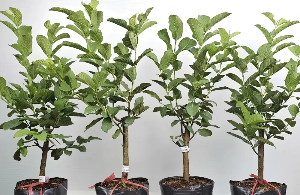 Mua cây ổi Nữ Hoàng 