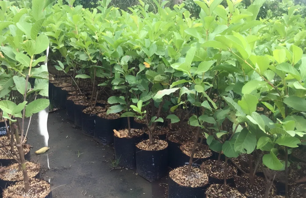 Mua cây ổi Nữ Hoàng
