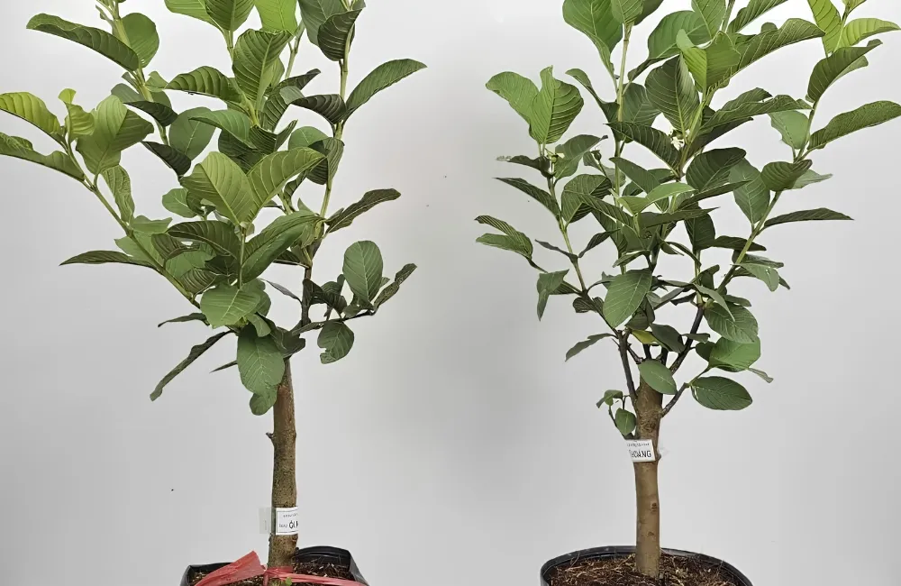 Mua cây ổi Nữ Hoàng