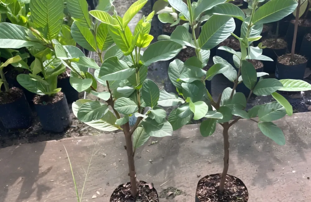 Mua cây ổi Nữ Hoàng