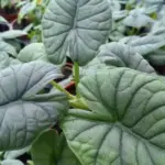 Nơi mua Alocasia Melo cấy mô uy tín, cây chất lượng