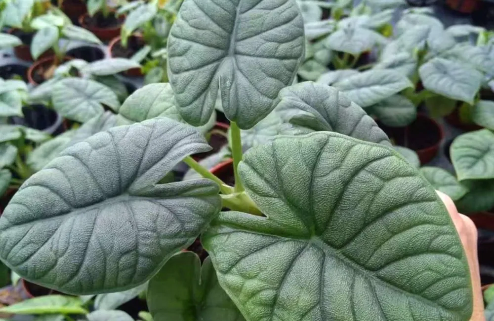 Nơi mua Alocasia Melo Cấy Mô