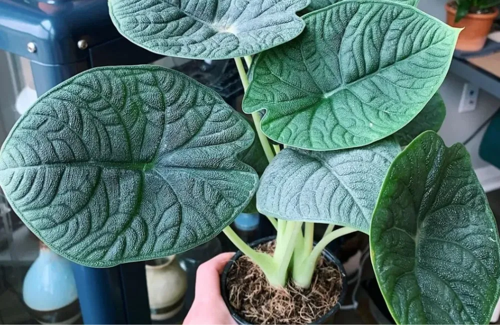 Nơi mua Alocasia Melo Cấy Mô