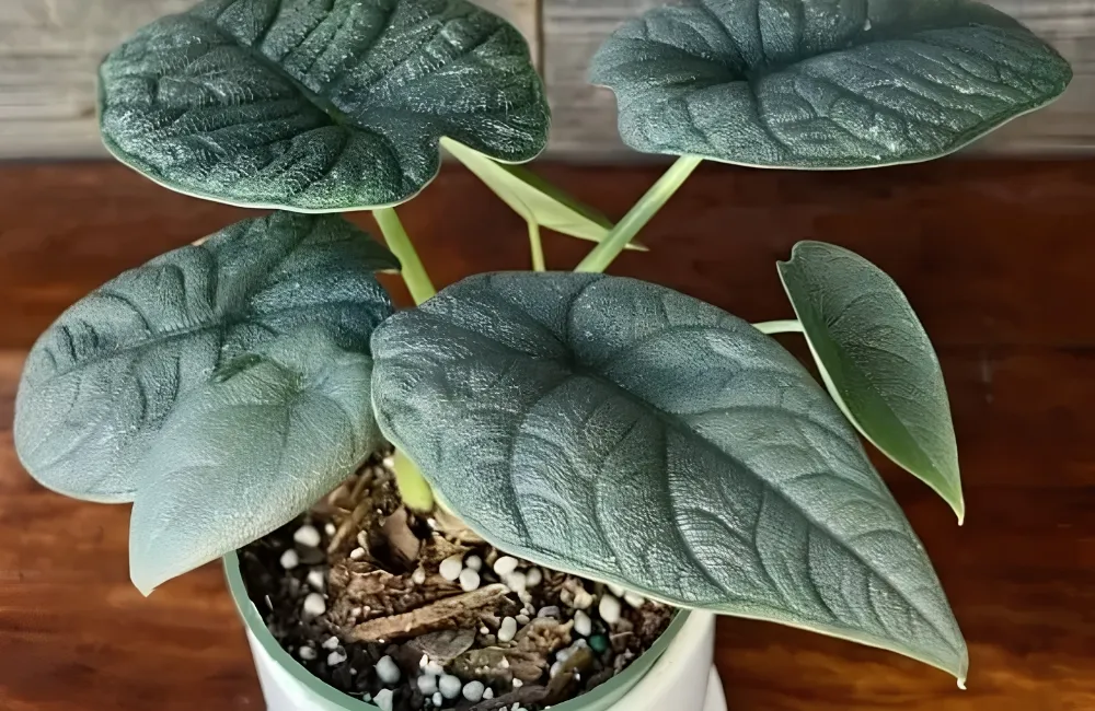 Nơi mua Alocasia Melo Cấy Mô