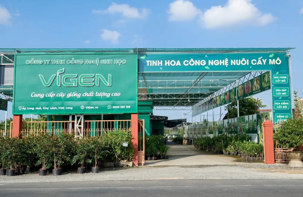 Nơi mua Alocasia Melo Cấy Mô