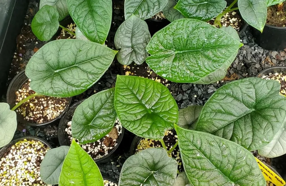 Nơi mua Alocasia Melo Cấy Mô