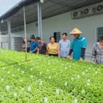 Nơi mua cúc mâm xôi Hà Lan cấy mô uy tín, chất lượng