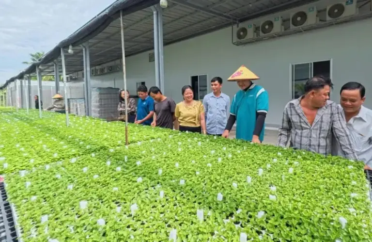Nơi mua cúc mâm xôi Hà Lan cấy mô uy tín, chất lượng