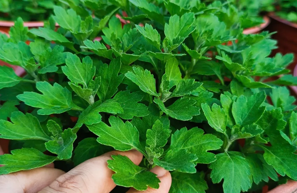 Nơi mua cúc mâm xôi Hà Lan cấy mô