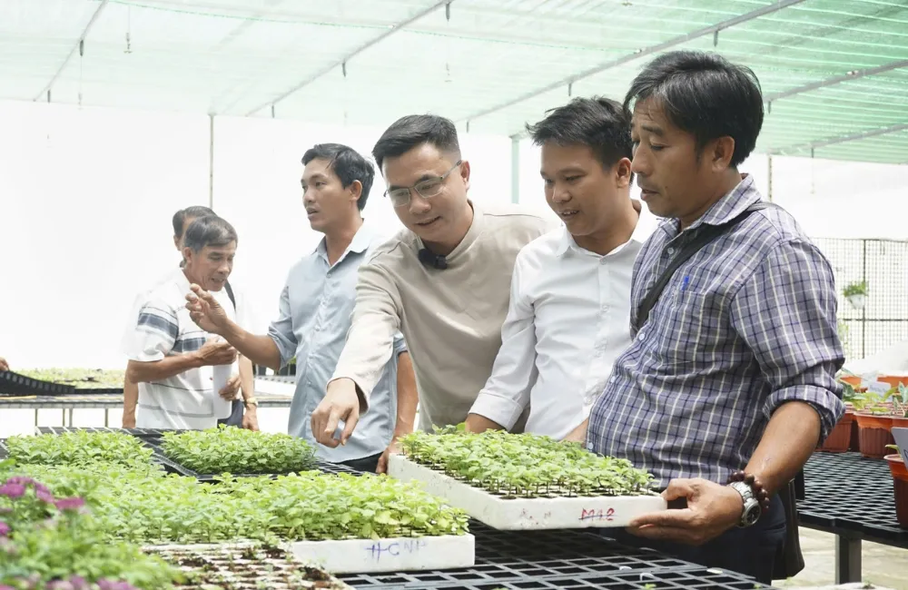 Nơi mua cúc mâm xôi Hà Lan cấy mô