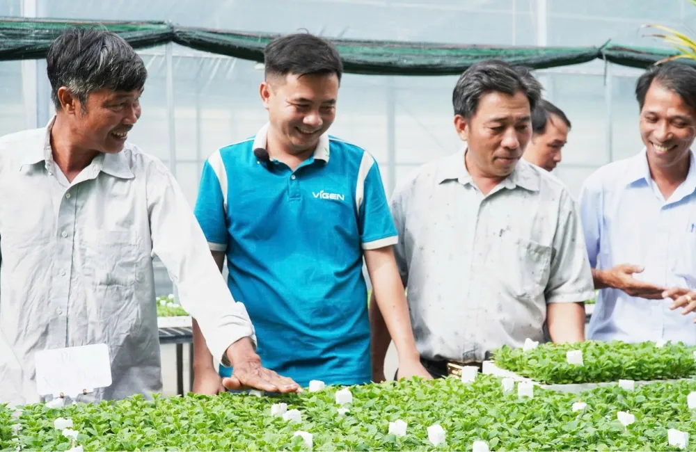 Nơi mua cúc mâm xôi Hà Lan cấy mô
