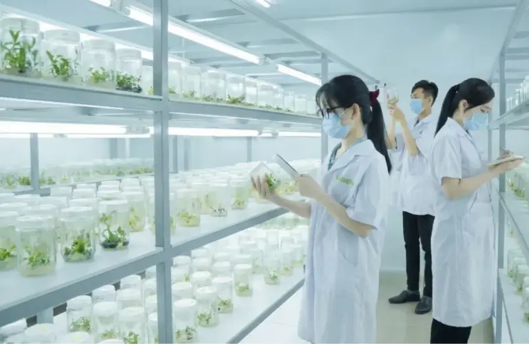 Nuôi cấy mô thực vật: Giải pháp nhân giống cây quý hiếm