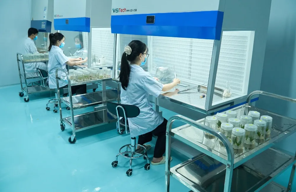 Nuôi cấy mô thực vật