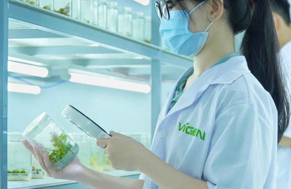 Nuôi cấy mô thực vật