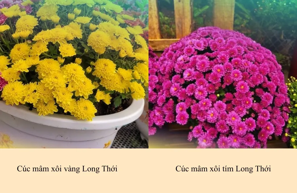 Phân loại cúc mâm xôi Hà Lan