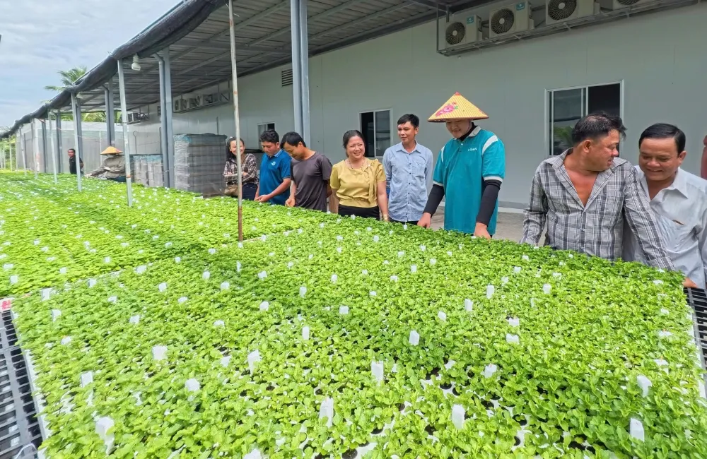 Phân loại cúc mâm xôi Hà Lan