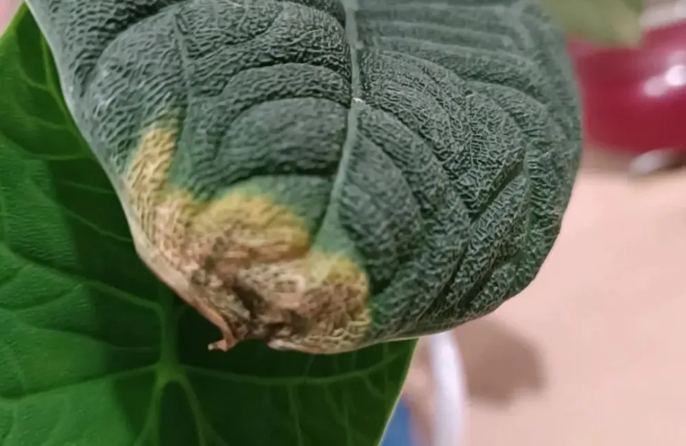 Phòng bệnh Alocasia Melo cấy mô