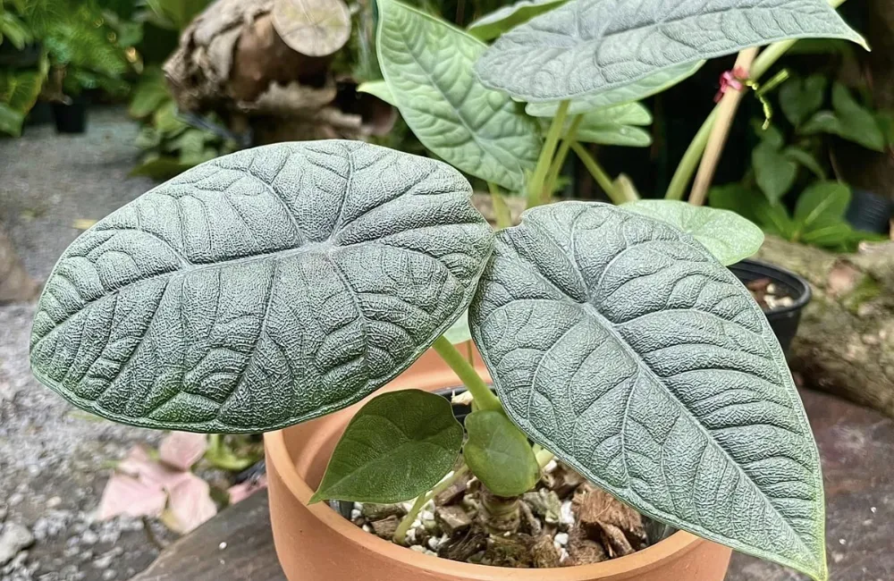 Phòng bệnh Alocasia Melo cấy mô
