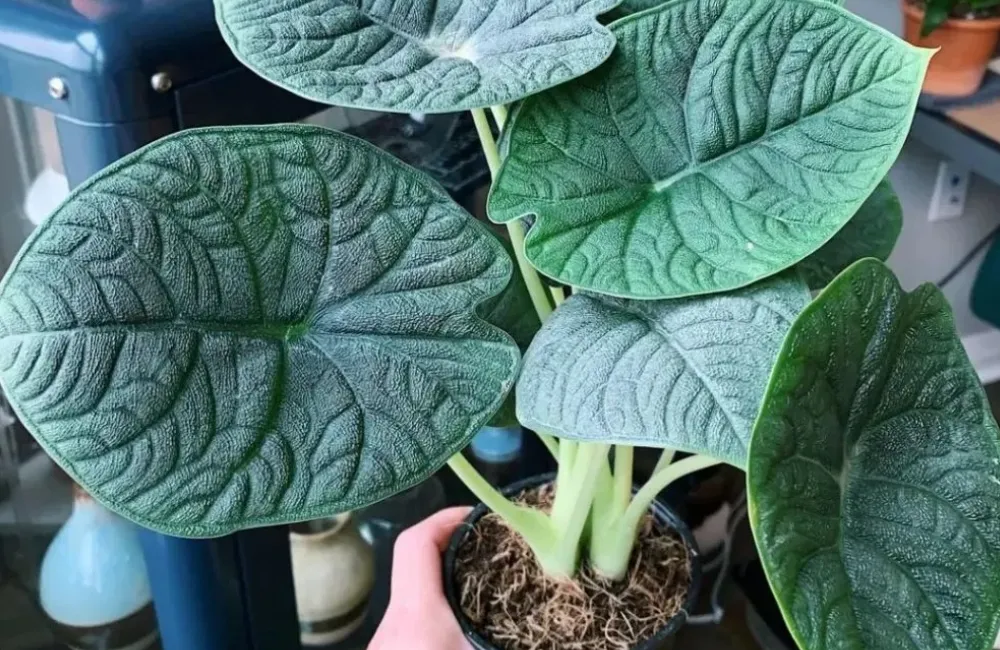 Phòng bệnh Alocasia Melo cấy mô