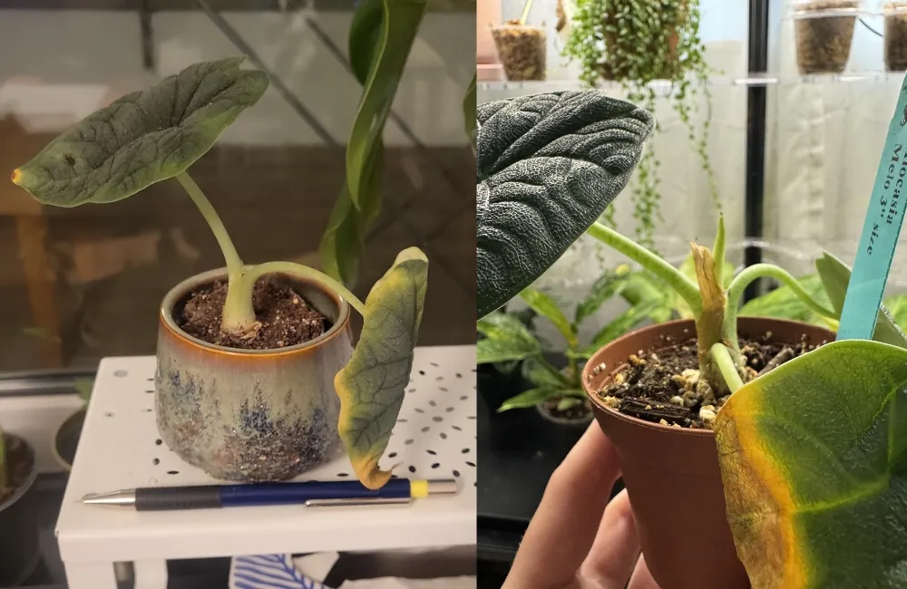 Phòng bệnh Alocasia Melo cấy mô