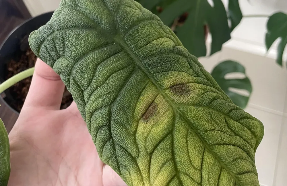 Phòng bệnh Alocasia Melo cấy mô 