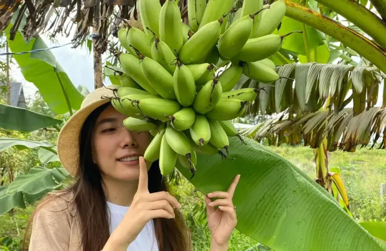 Phòng trị bênh chuối Cau Mẫn: 5 vấn đề nhà vườn cần lưu ý