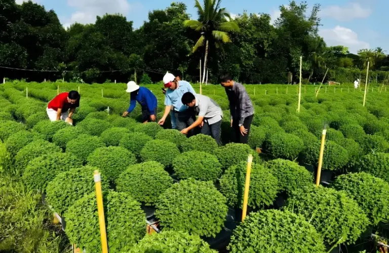 Phòng trị bệnh cúc mâm xôi Hà Lan hiệu quả cho nhà vườn