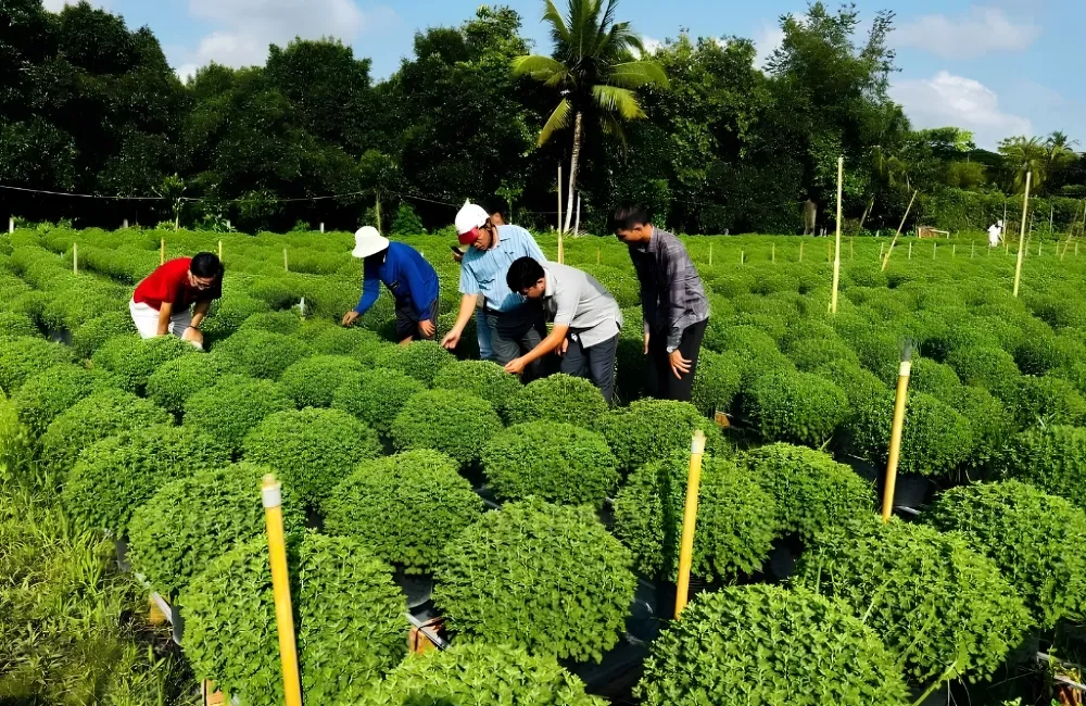 Phòng trị bệnh cúc mâm xôi Hà Lan