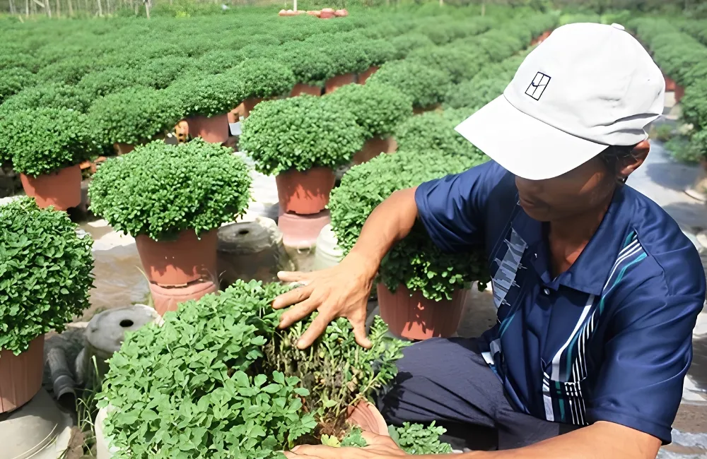 Phòng trị bệnh cúc mâm xôi Hà Lan